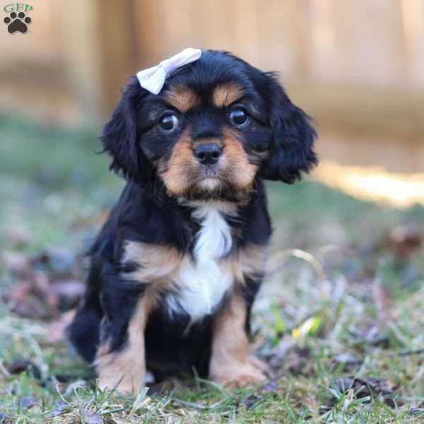 Betsy, Cavalier King Charles Spaniel Puppy